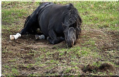 Three arrested for letting four animals die of hunger and thirst