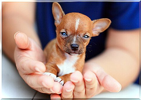 Tips for chihuahua health