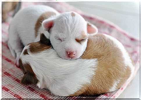 Sleep is key to the health of the chihuahua puppy