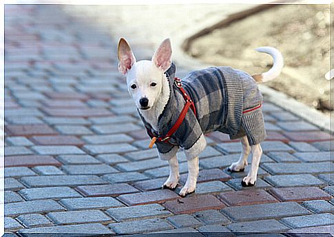 Coat for Chihuahuas