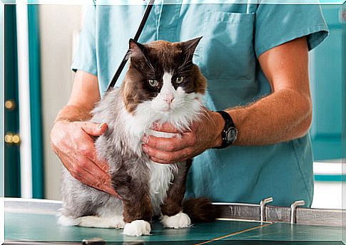 Tips for taking the cat to the vet