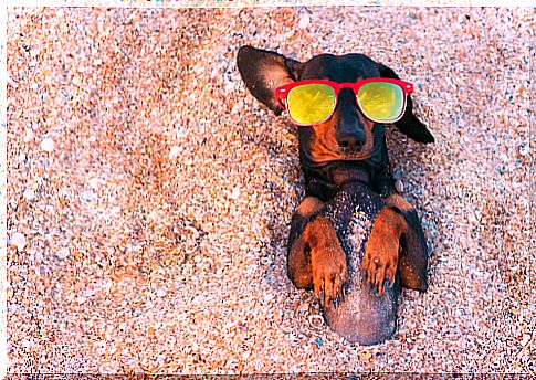 Tips to protect a dog from the sun