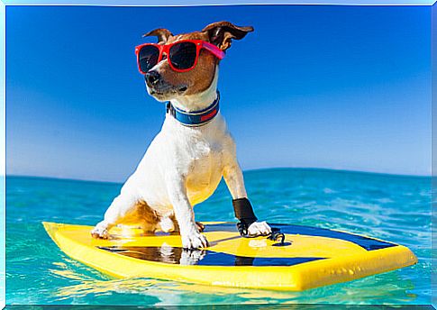 Dog on a surfboard