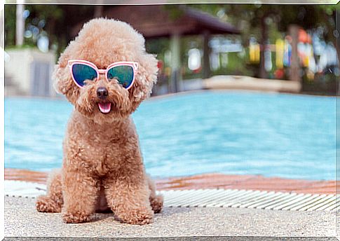 Dog wearing sunglasses in the pool