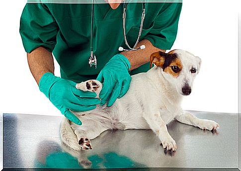 vet dog