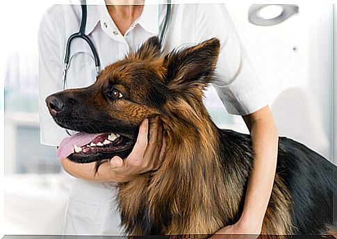 Pet visit to the vet: German Shepherd