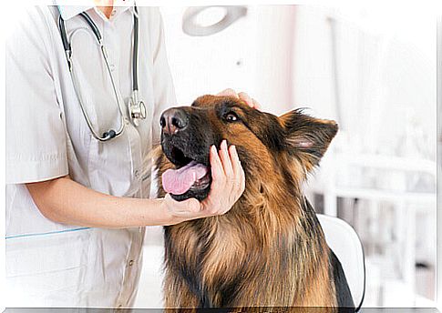 Toxoplasmosis in dogs