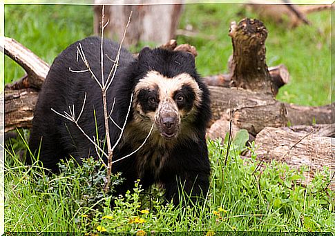 Types of bears