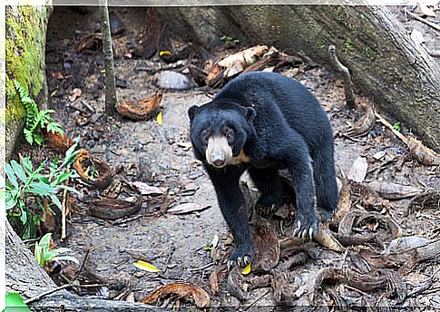 Malay bear: information