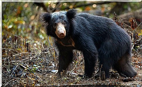 Lipped bear: characteristics