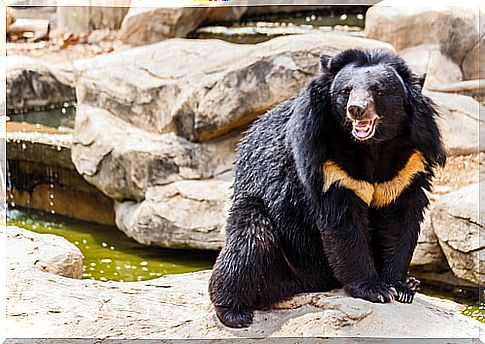 Endangered asian black bear