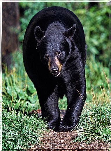 American black bear: habitat