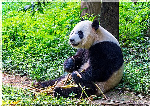 Lonely animals: panda bear