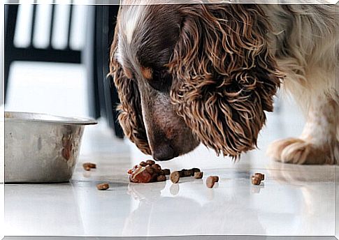 Types of dog food: 5 things you should know