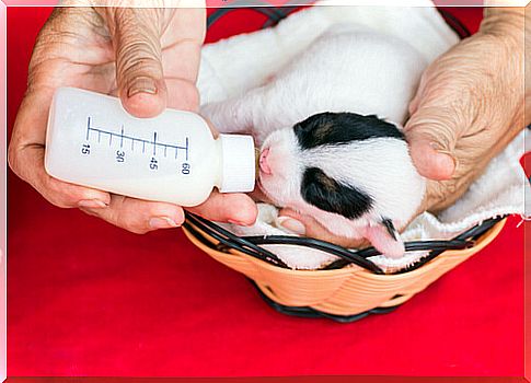 Baby dog ​​feeding with a bottle.