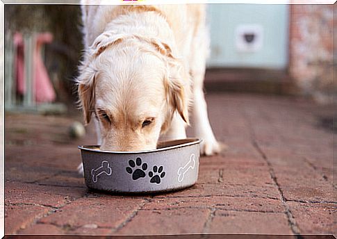 My dog ​​protects his food