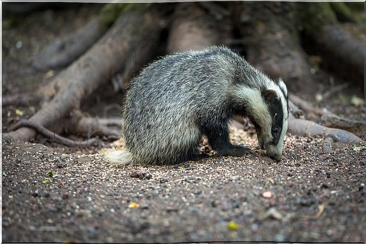 A mammal that forages on the ground.