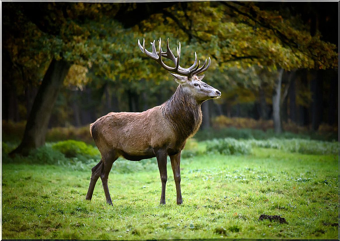 A common deer in captivity.