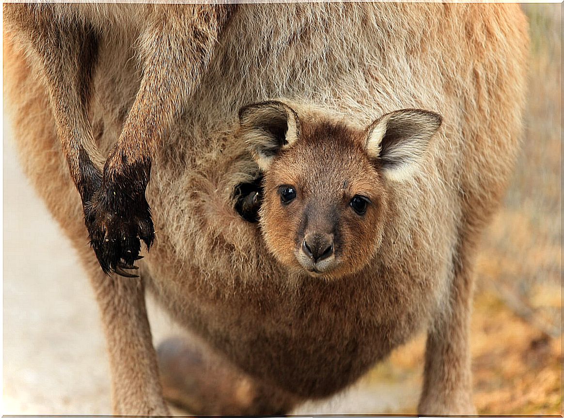 How are kangaroos born?