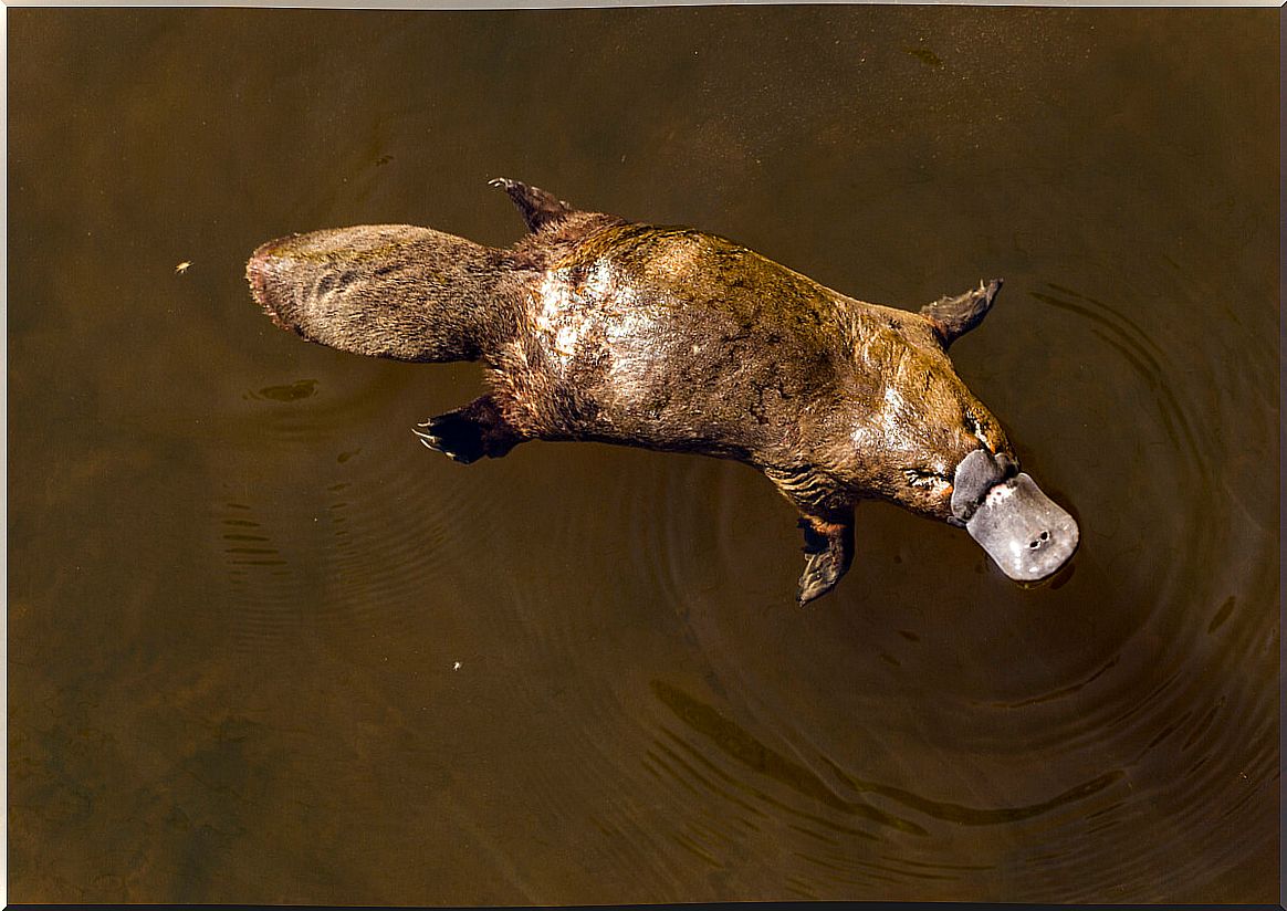 A platypus swimming seen from above.