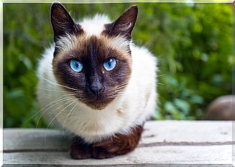 Types of Siamese cats