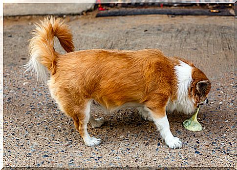 Types of vomiting in dogs: what to watch for