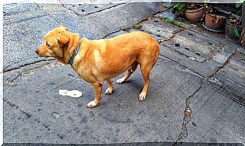 Yellow vomiting in dogs