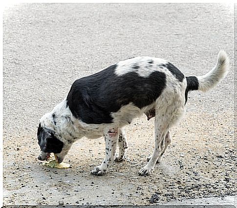 Provoke vomit to dog by poisoning