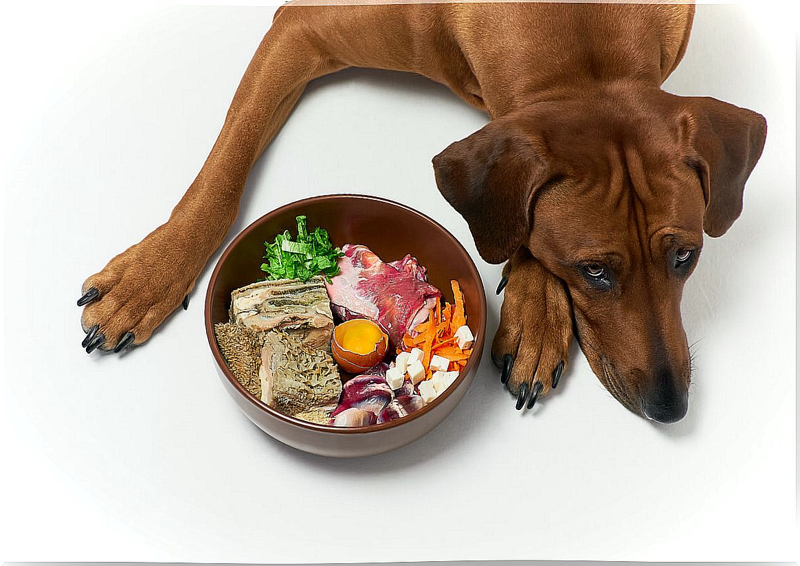 Understanding diets for kidney problems in dogs