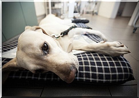 Sick dog on a stretcher