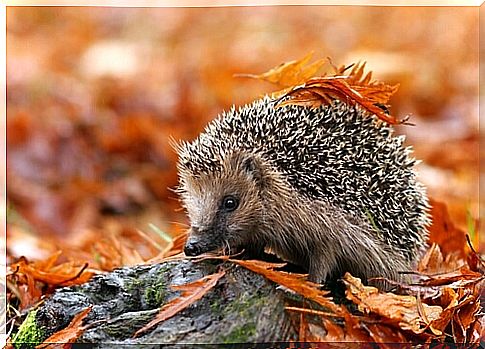 Useful information about the ground hedgehog