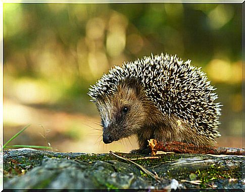 hedgehog 3