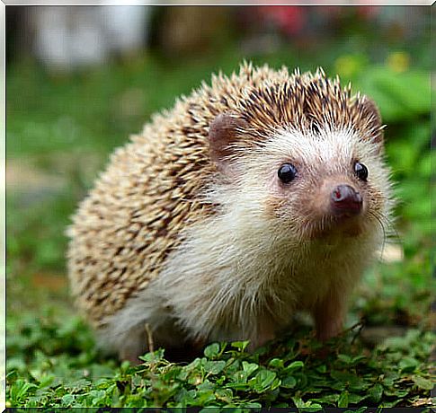 hedgehog 2