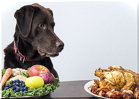 Vegan food for our pet… Yes or no?