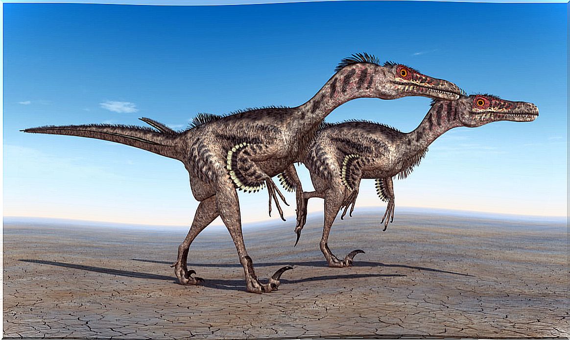 Velociraptor: characteristics and curiosities