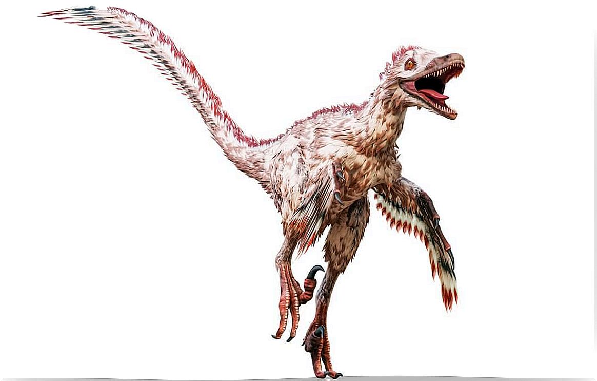 A velociraptor on a white background.