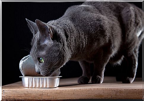 cat eating