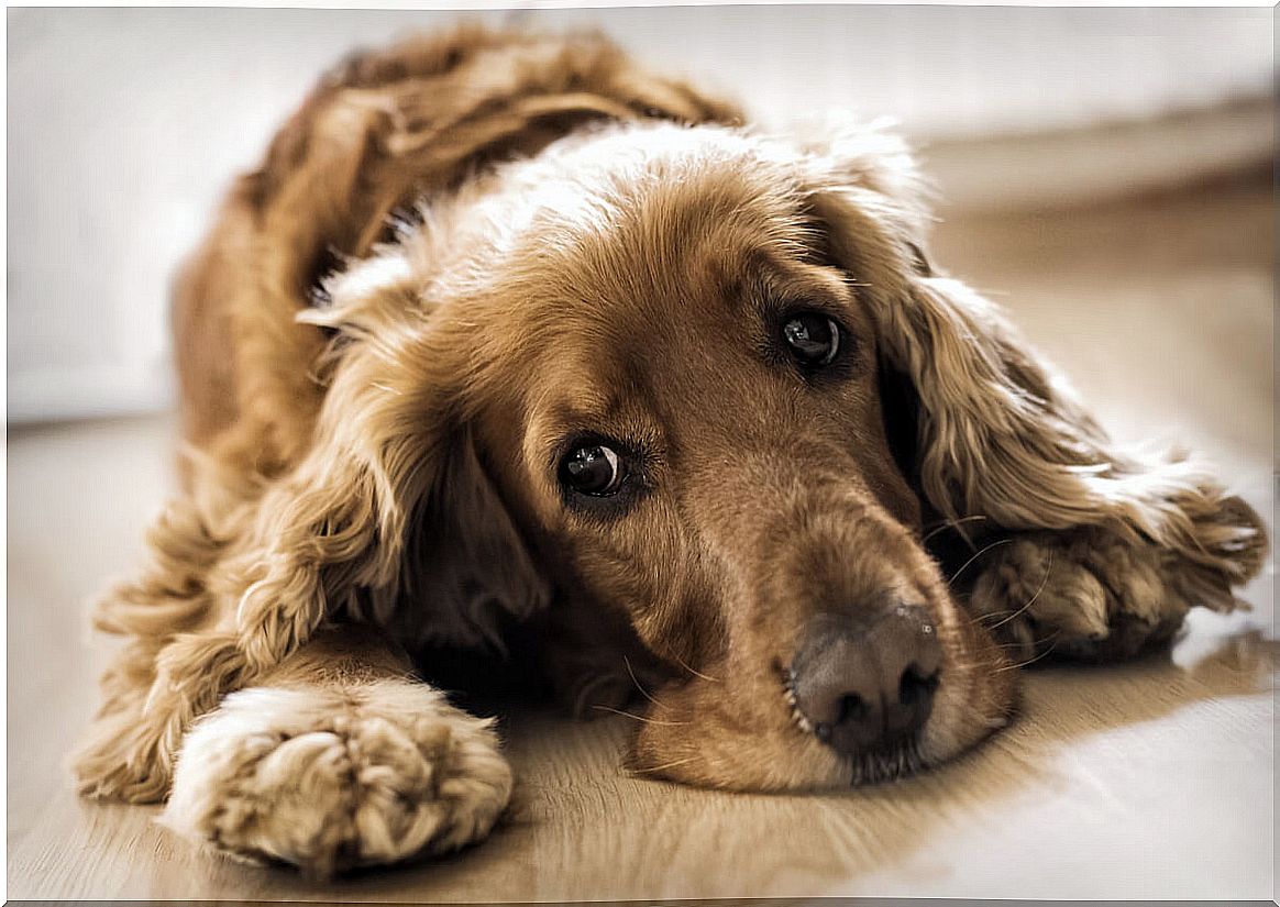 A dog on the ground with a sad look.