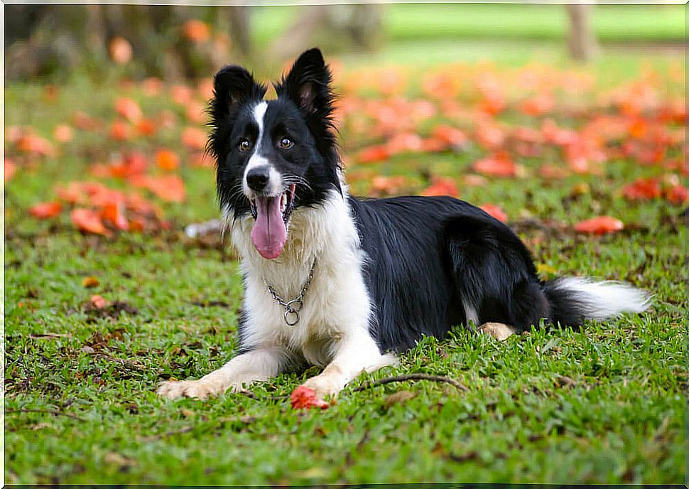 Border collie.