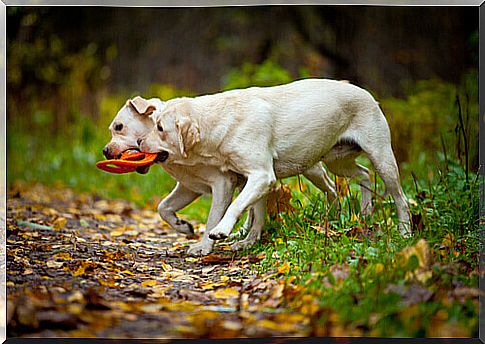 The Labrador is a breed of dog native to Newfoundland