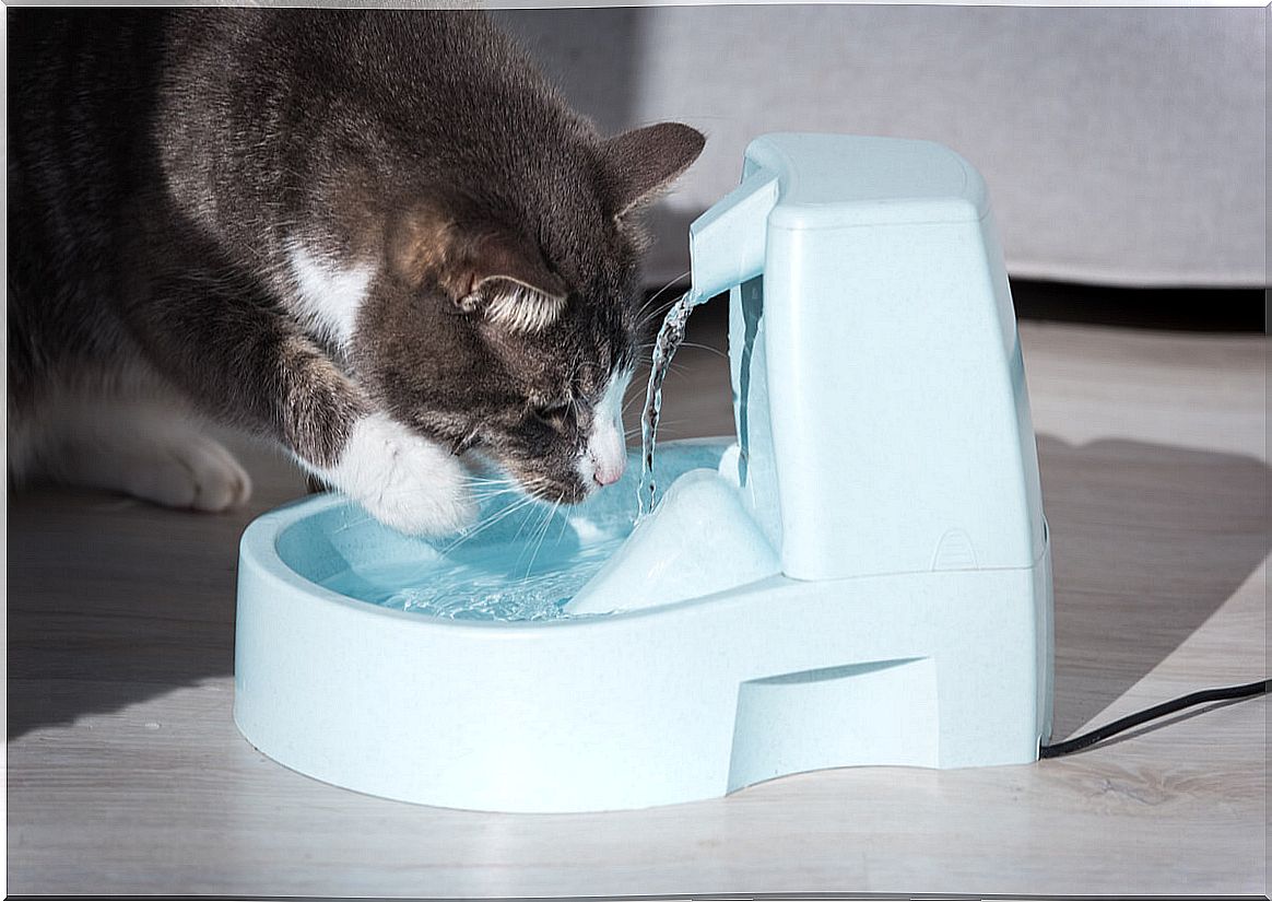 What are the symptoms of dehydration in cats?