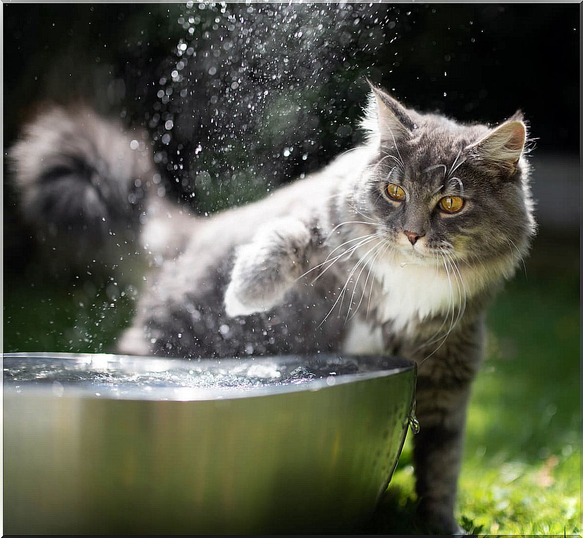 Dehydration in cats can be serious.