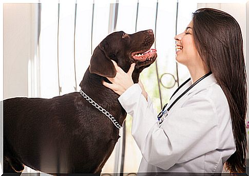 What can be the best vet for my dog?