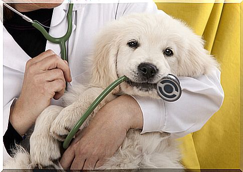 vet dog