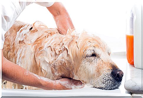 dog bath