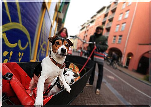 in holland there are no stray dogs