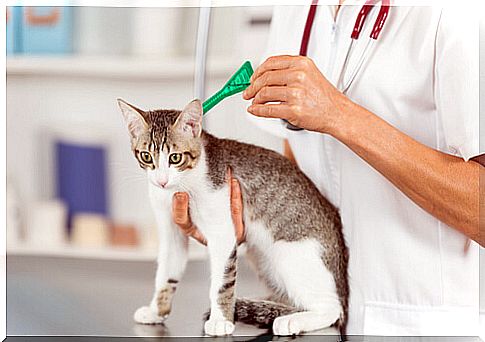 Antiparasitic pipettes to protect your cat.