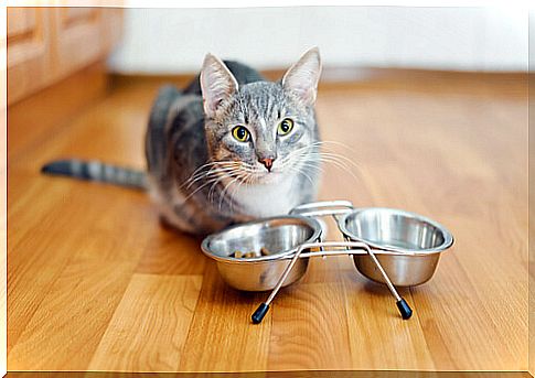 What do I do if my cat does not eat?