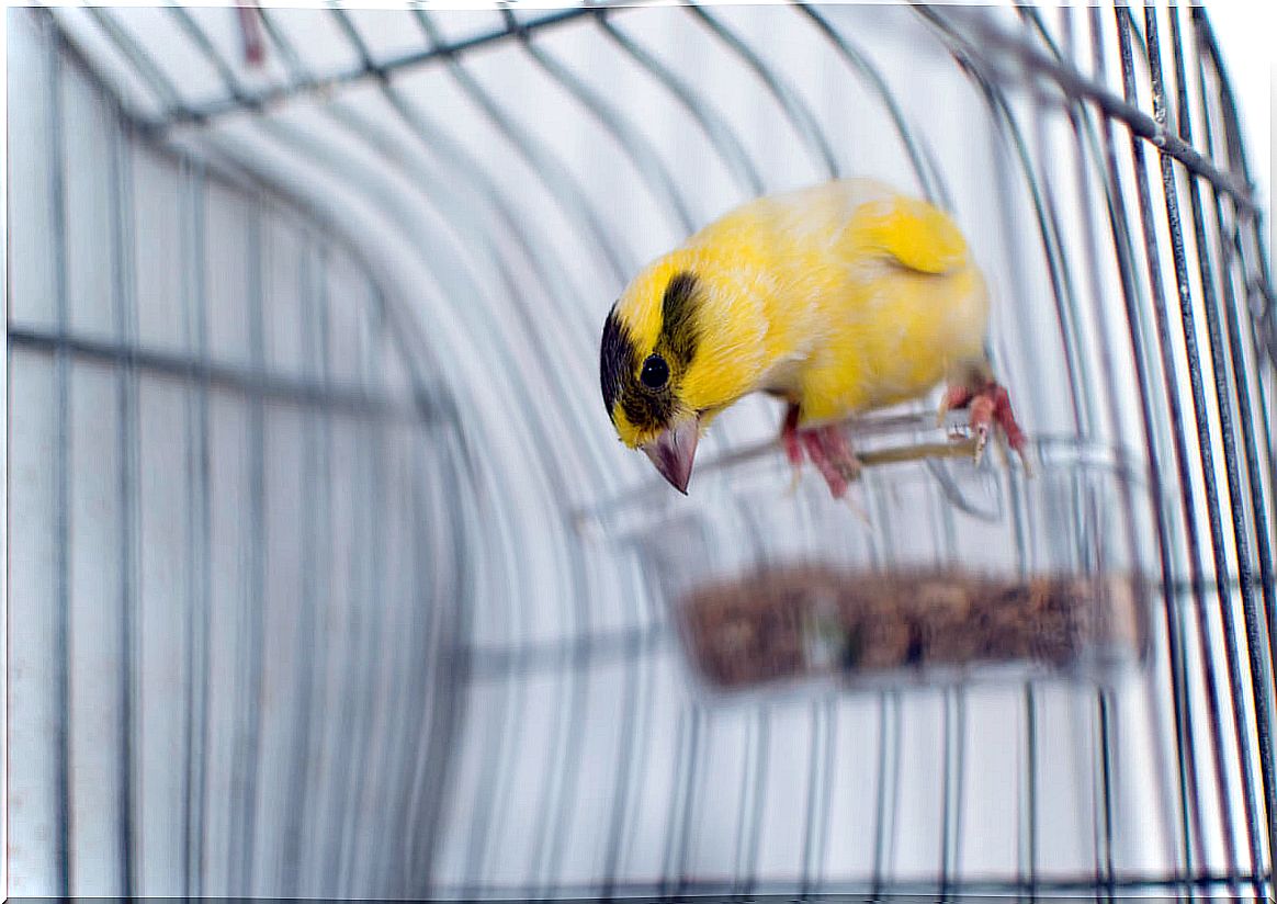 What fruits can a canary eat?