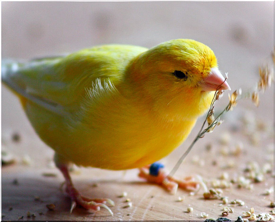 A canary with a branch in its mouth.